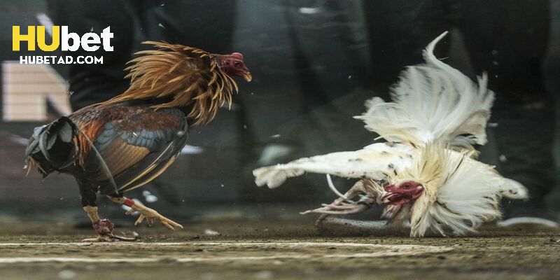 Đá gà đòn thu hút đông đảo người tham gia