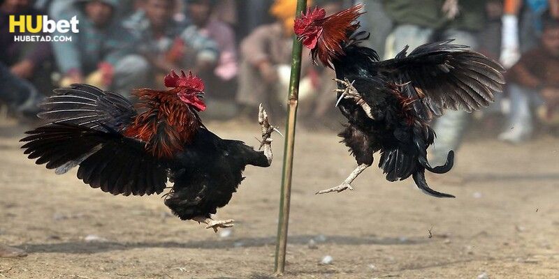 Khám phá các hình thức đá gà c3 thường gặp tại Hubet