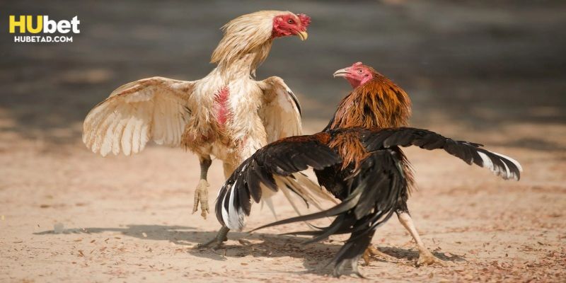 Nắm vững bí kíp vàng giúp thắng đậm tại nhà cái uy tín